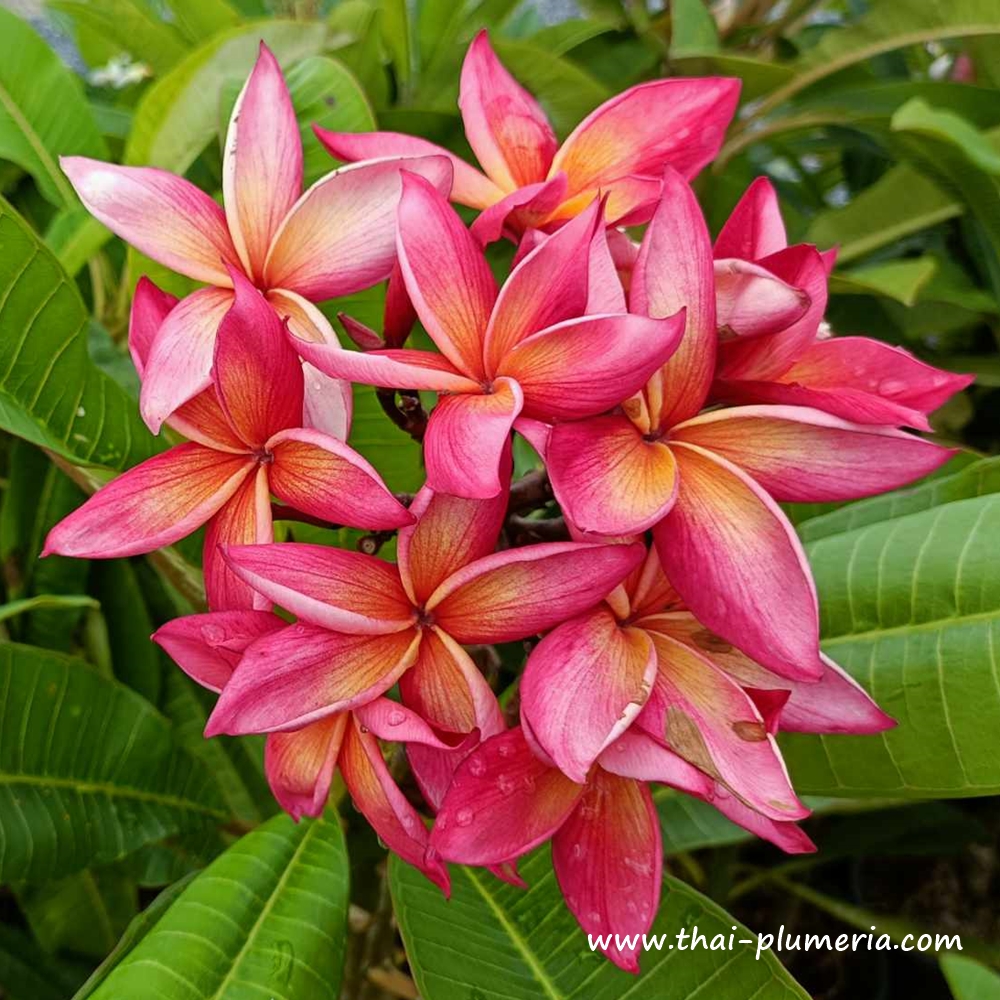 Plumeria plant JEAN MORAGNE Large flower!