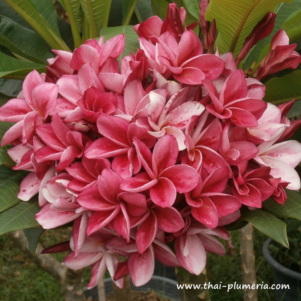 Plumeria plant KIMI MORAGNE