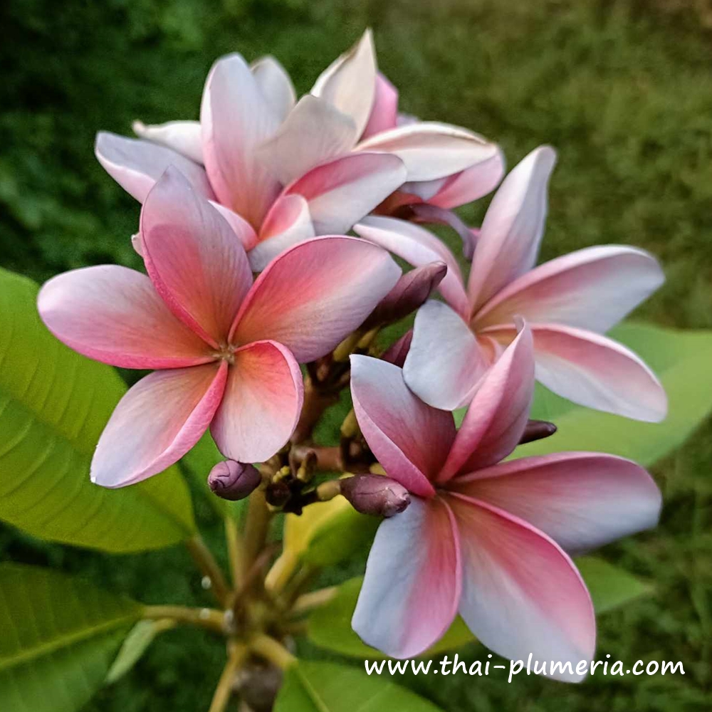 Plumeria plant ORANGE APRICOT