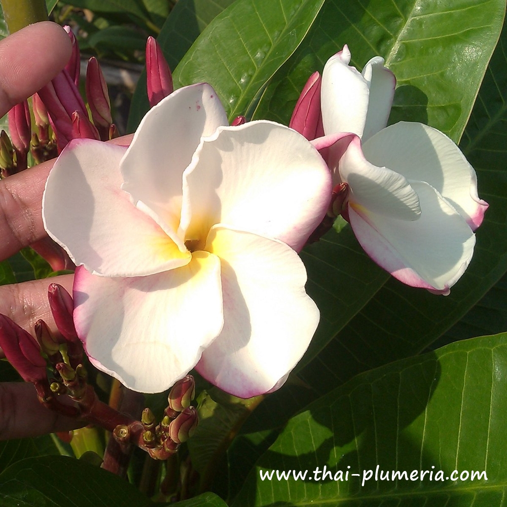 Plumeria plant MY VALENTINE