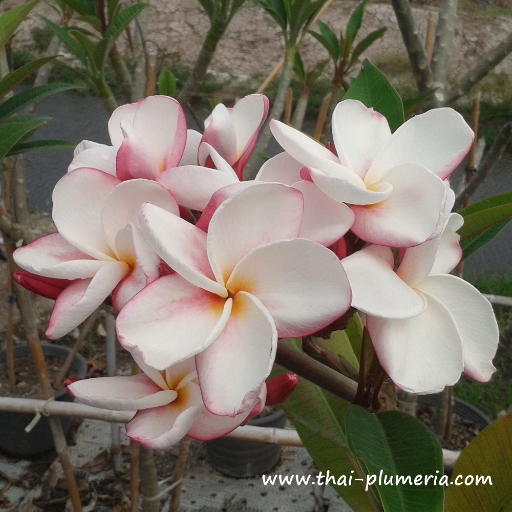 Plumeria plant MY VALENTINE