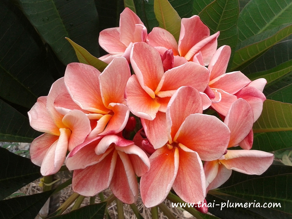 Plumeria plant ORANGE APRICOT