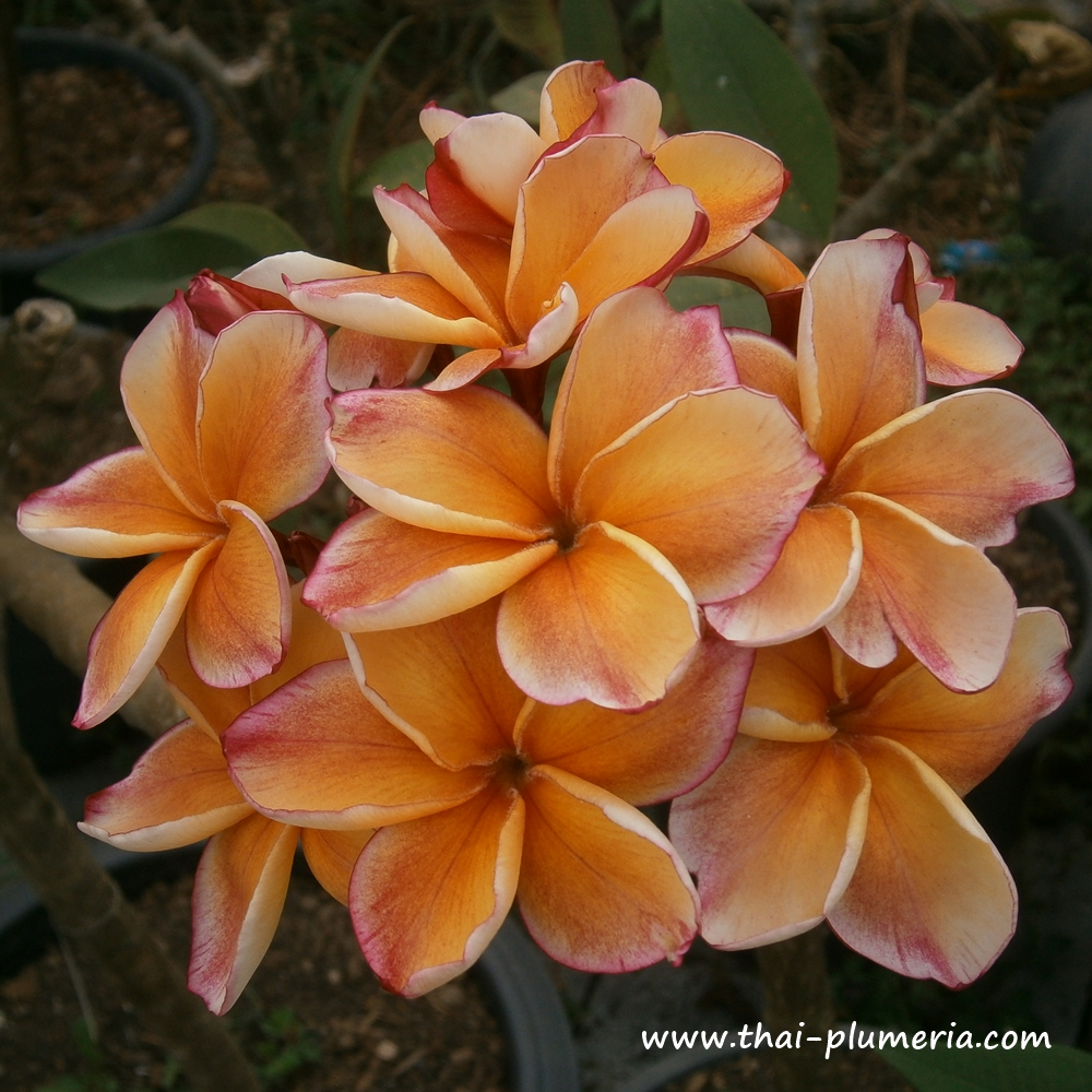 Plumeria plant PENANG PEACH