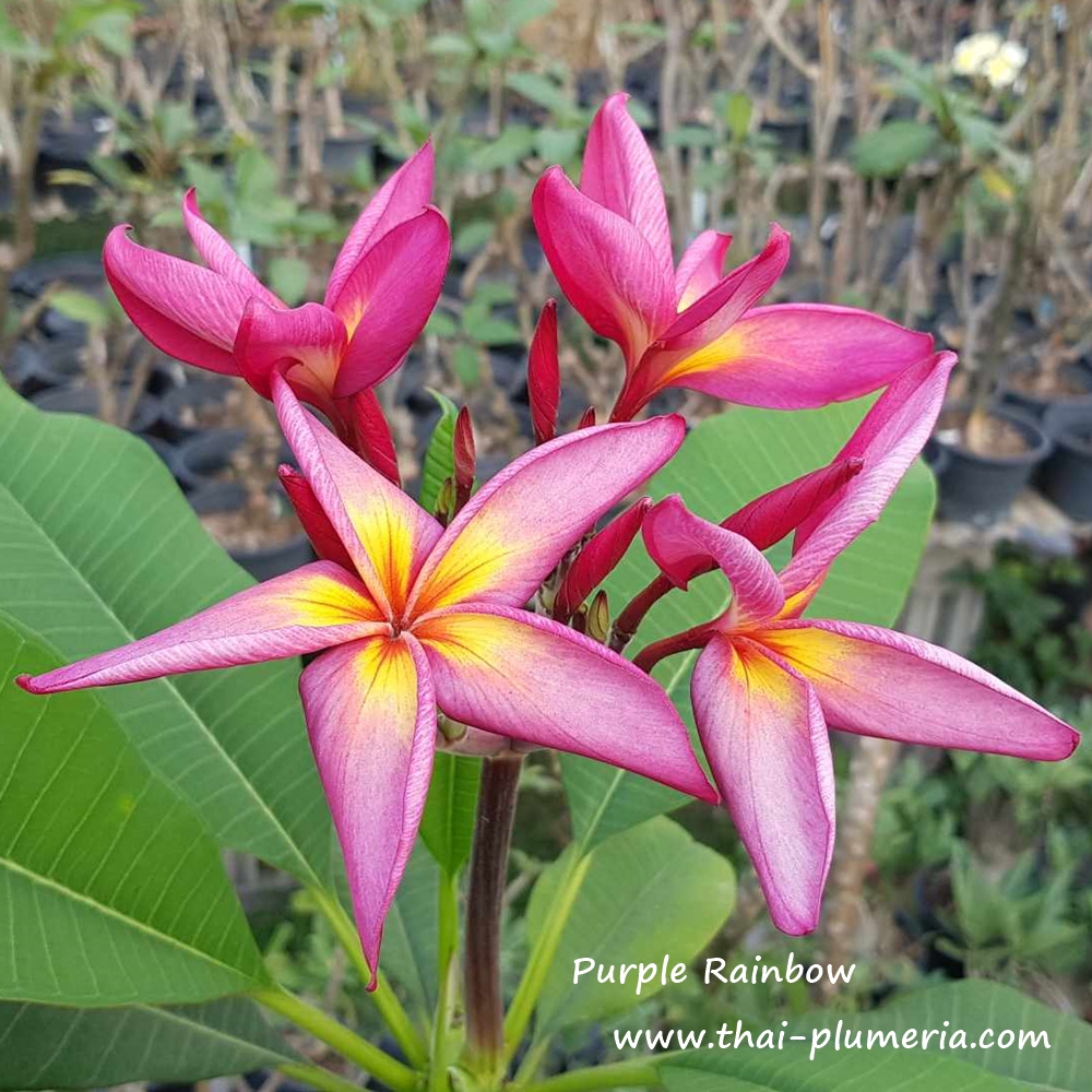 Plumeria plant PURPLE RAINBOW