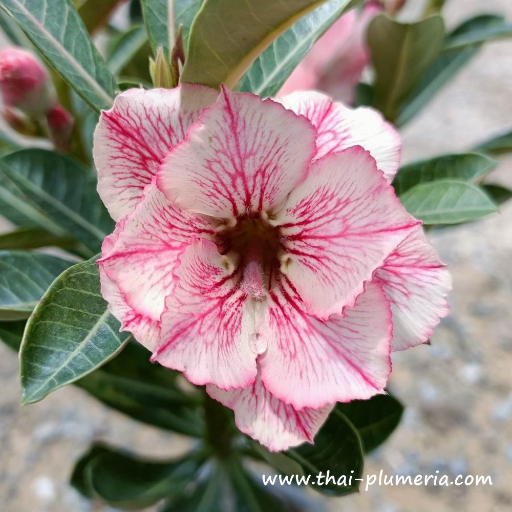 Adenium ROONG THONG plant