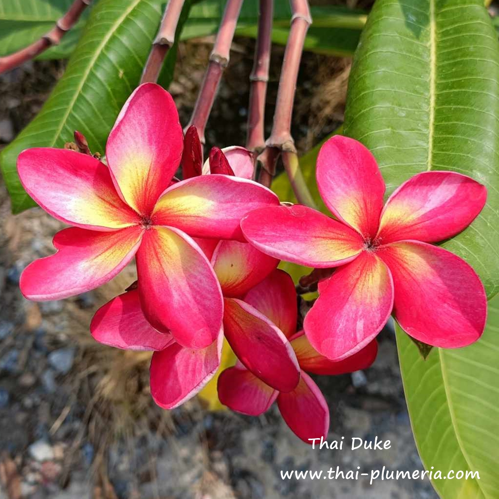 プルメリア苗 Tinkerbel Plumeria plant TINKERBELL