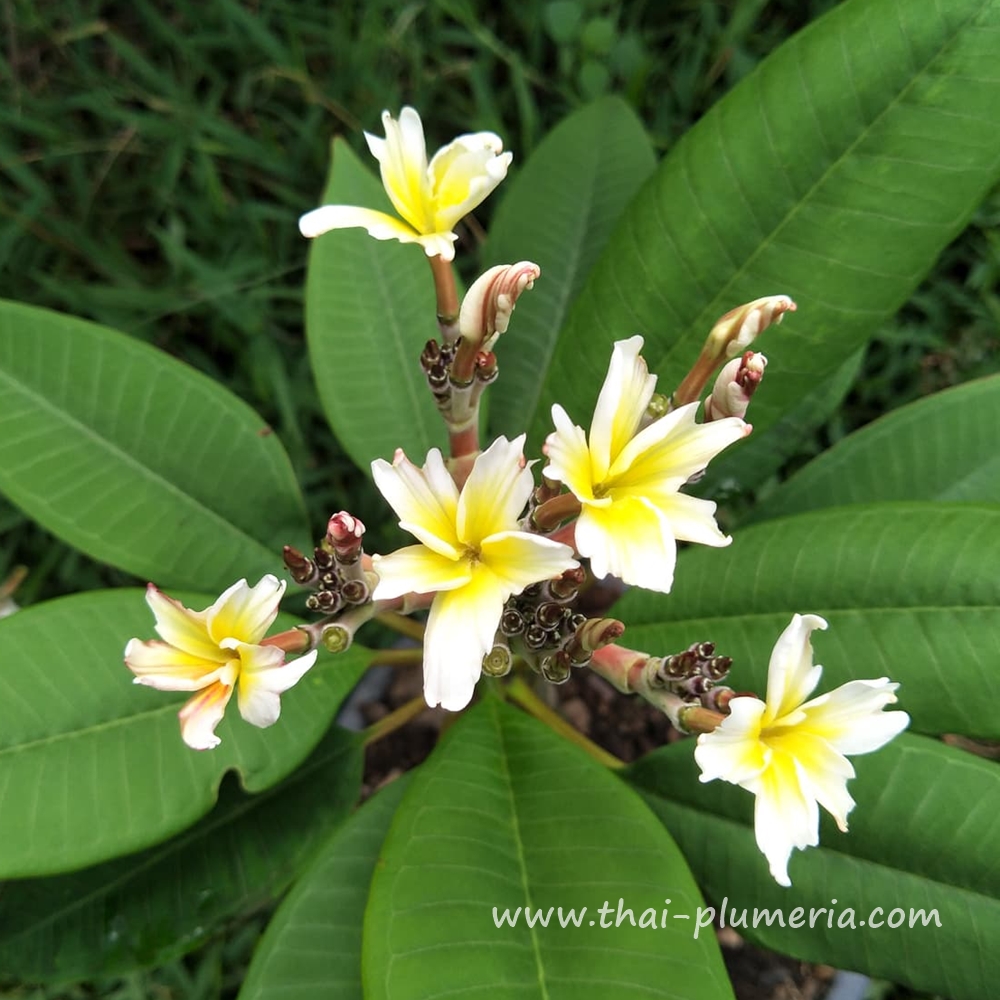 プルメリア苗 Tinkerbel Plumeria plant TINKERBELL