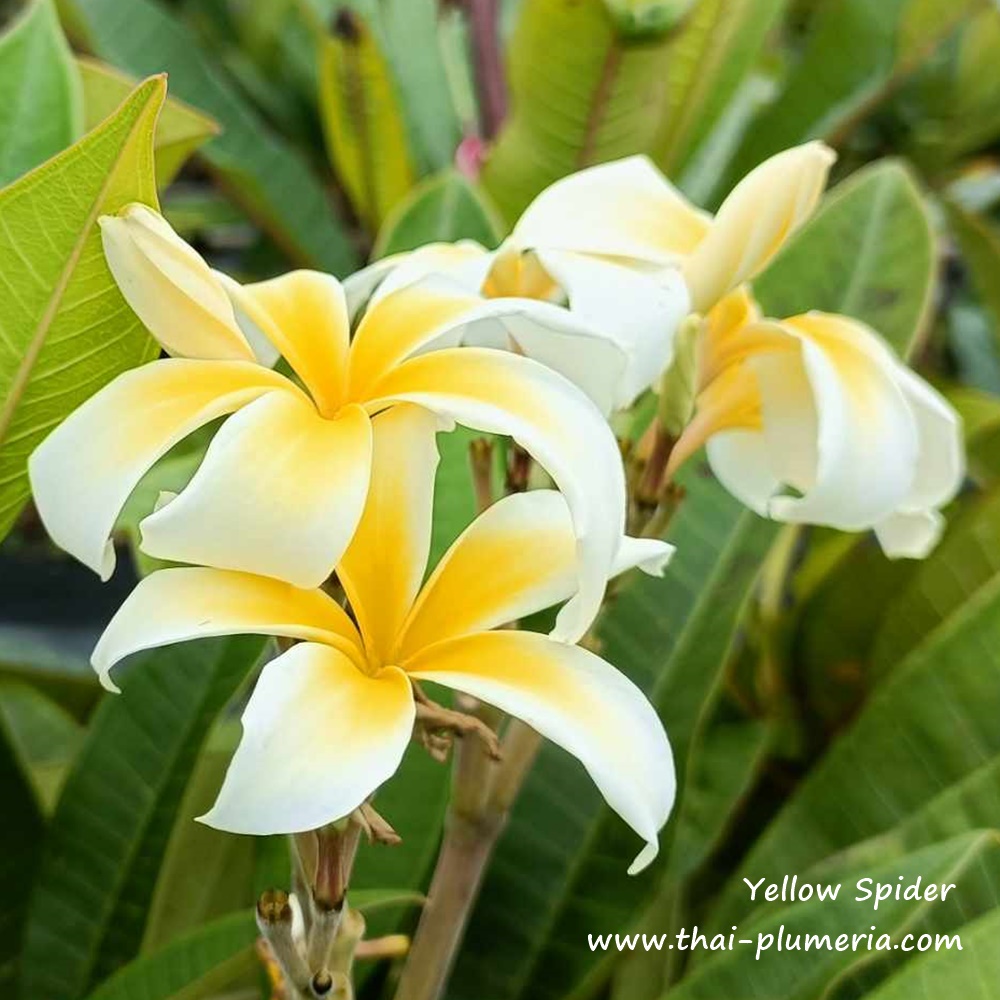 Plumeria plant YELLOW SPIDER