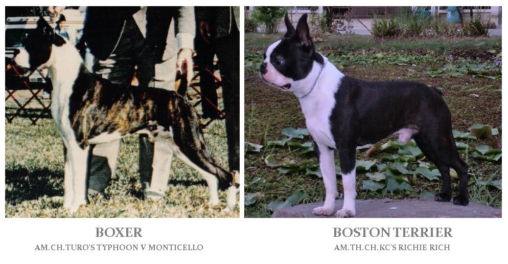 บอสตัน เทอร์เรีย กับสุนัขพันธุ์บ๊อกเซอร์
