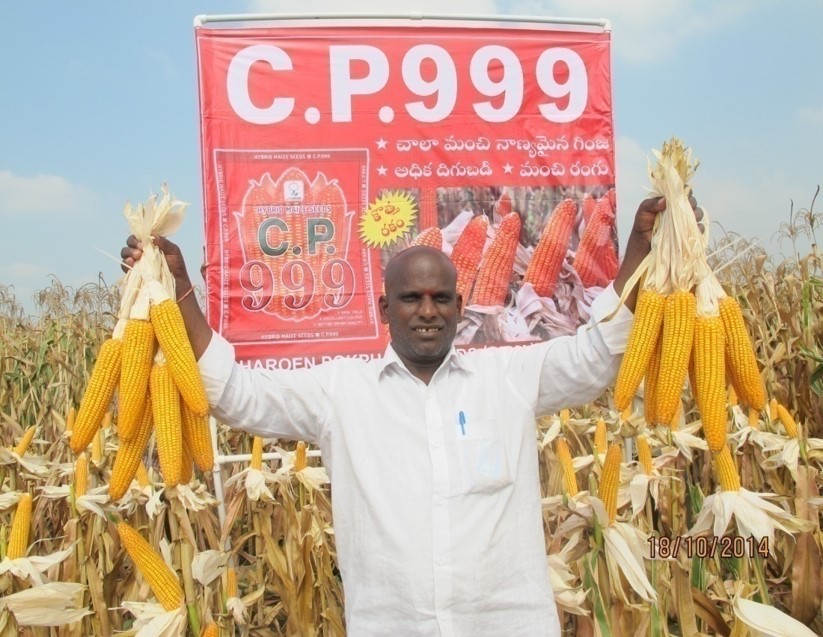 Hybrid Maize C P 999 Cpseeds India