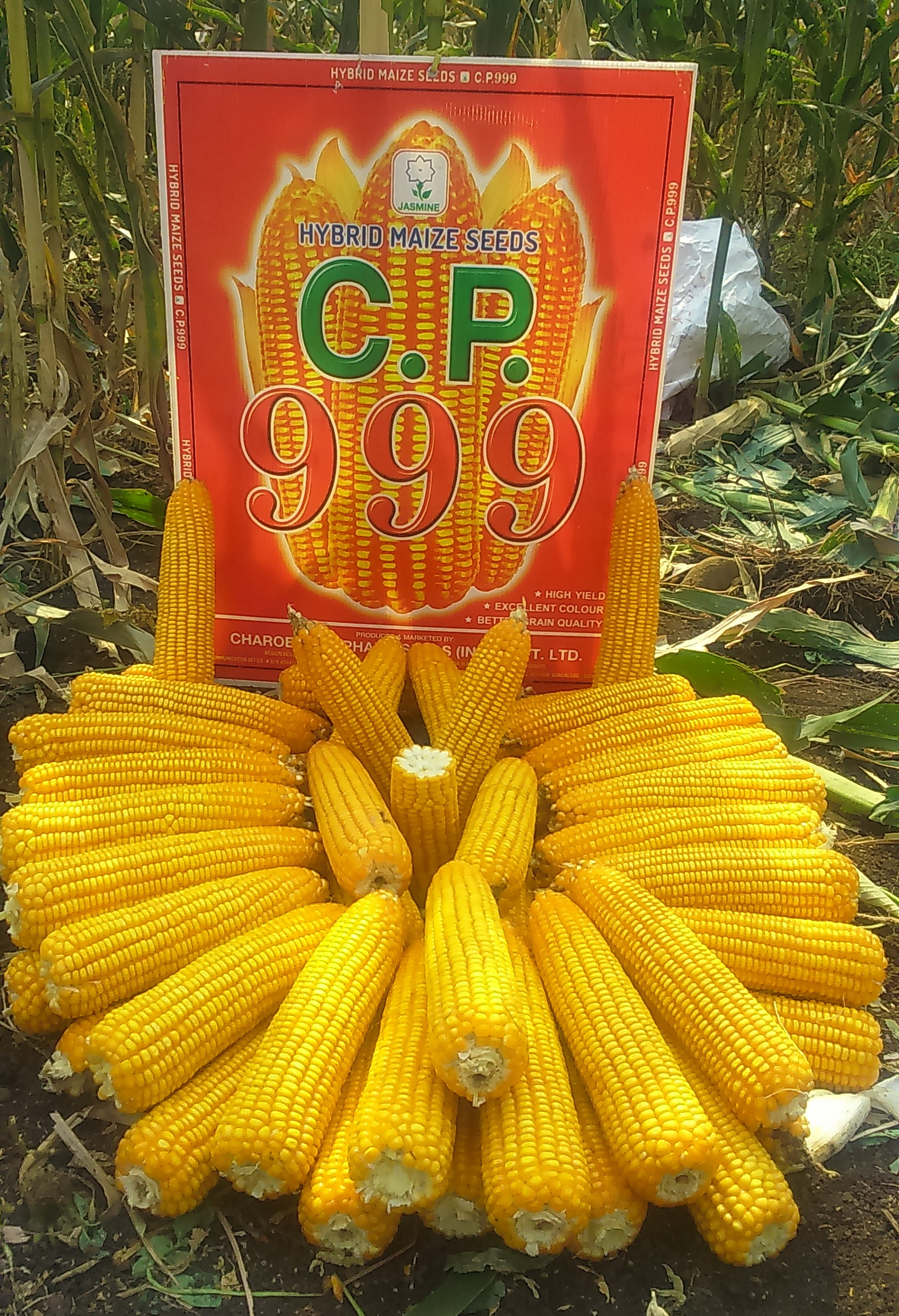 Hybrid Maize C P 999 Cpseeds India