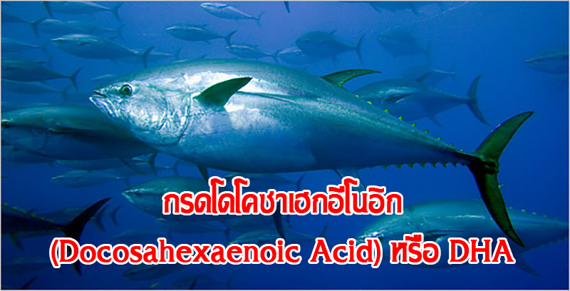 กรดโดโคซาเฮกอีโนอิก (Docosahexaenoic Acid) หรือ DHA