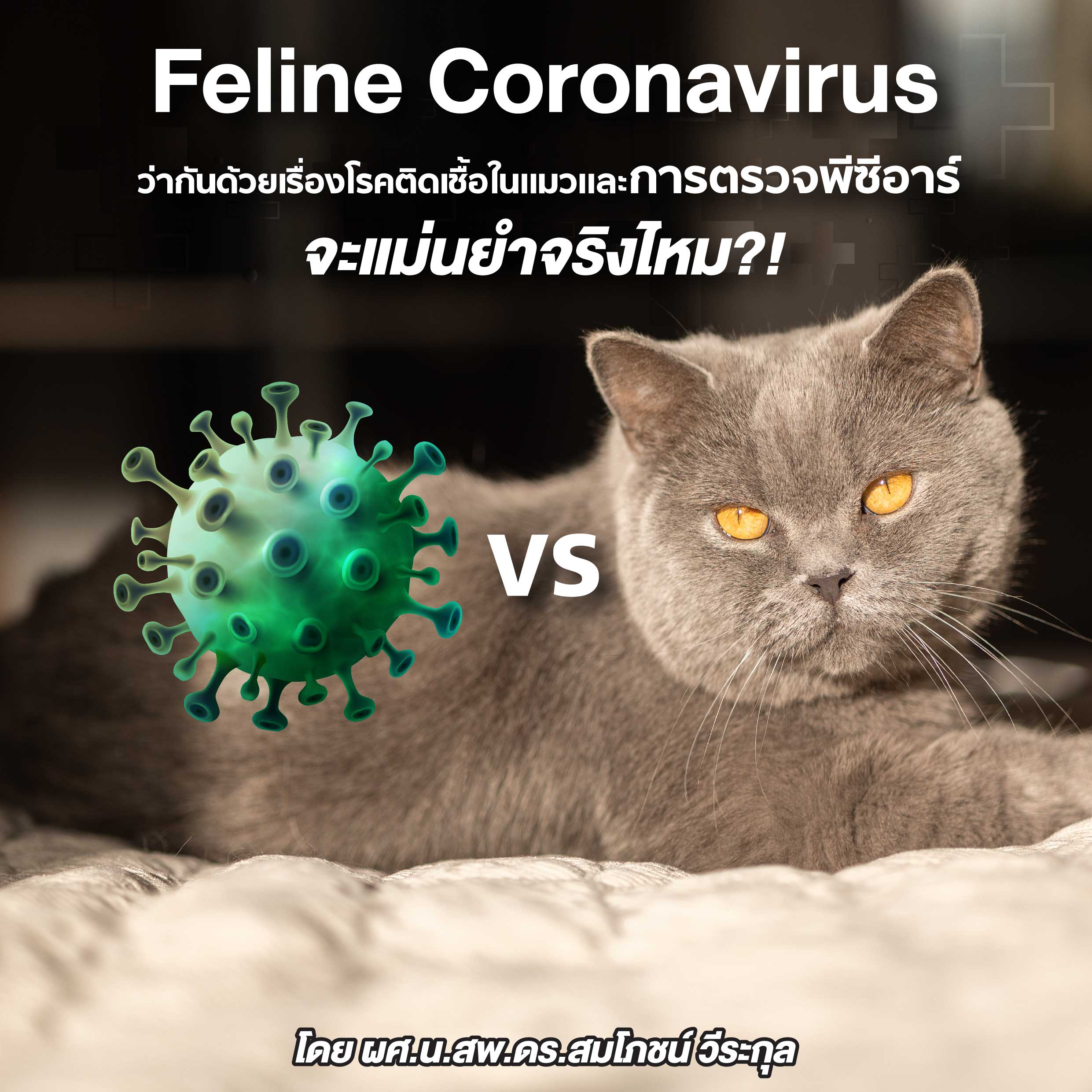 Feline Coronavirus ว่ากันด้วยเรื่องโรคติดเชื้อในแมวและการตรวจพีซีอาร์ จะแม่นยำจริงไหม?!