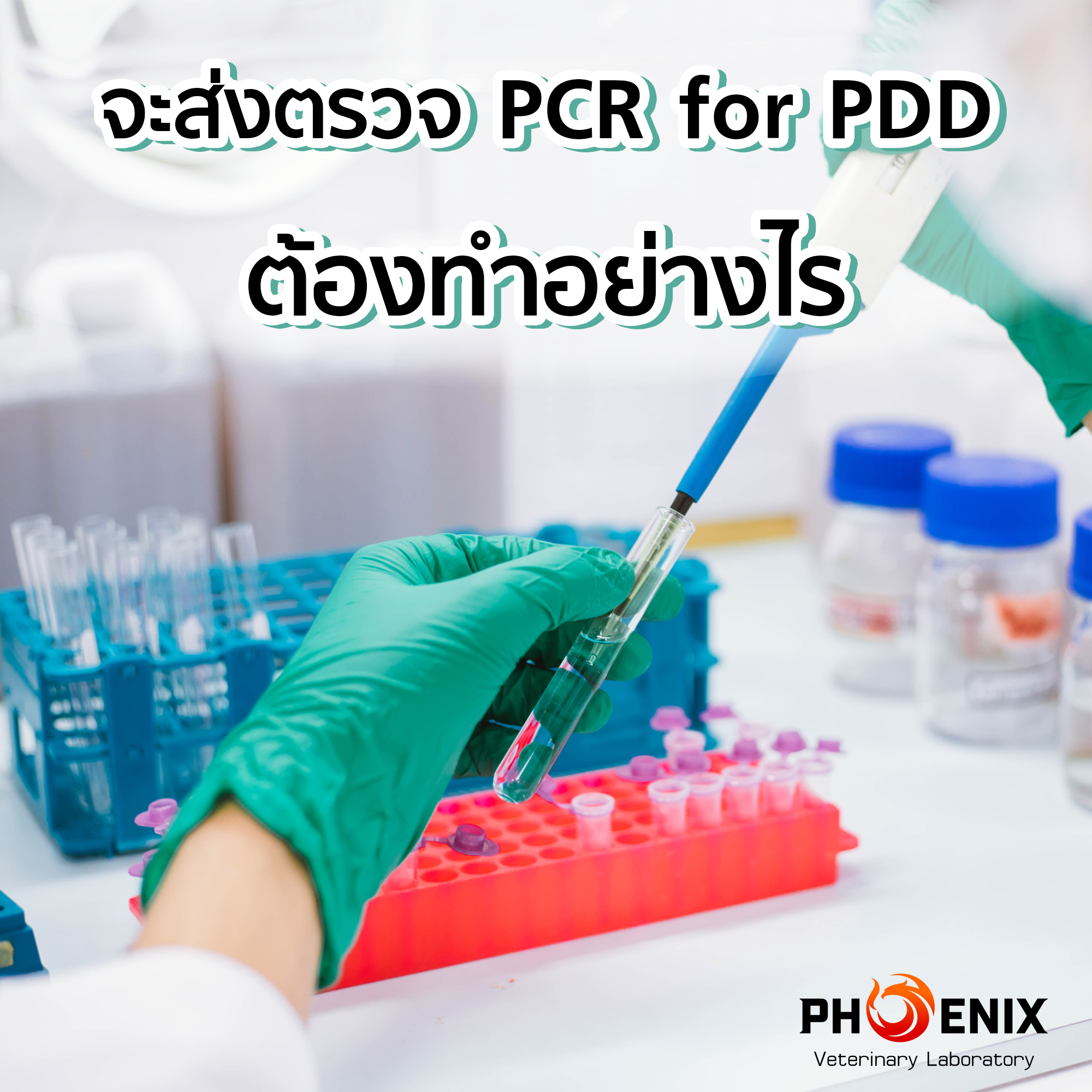 จะส่งตรวจ PCR for PDD ต้องทำอย่างไร ...