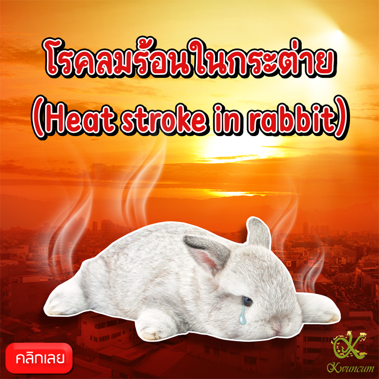 โรคลมร้อนในกระต่าย (Heat stroke in rabbit)