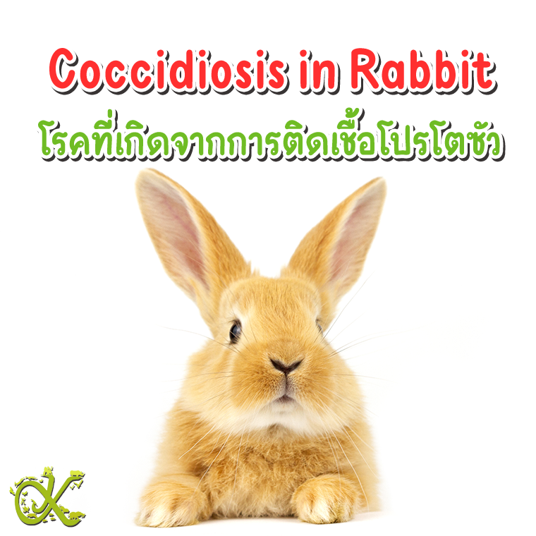 Coccidiosis in Rabbit (โรคที่เกิดจากการติดเชื้อโปรโตซัว)