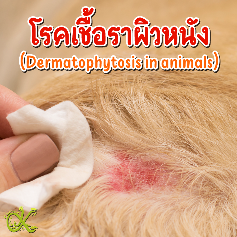 โรคเชื้อราผิวหนัง (Dermatophytosis in animals)