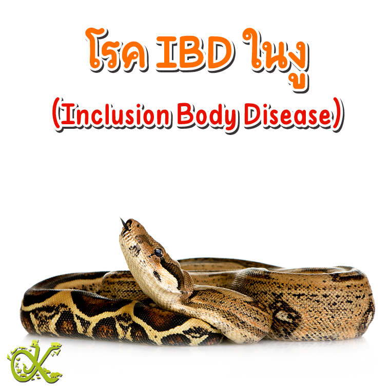 โรค IBD (Inclusion Body Disease)