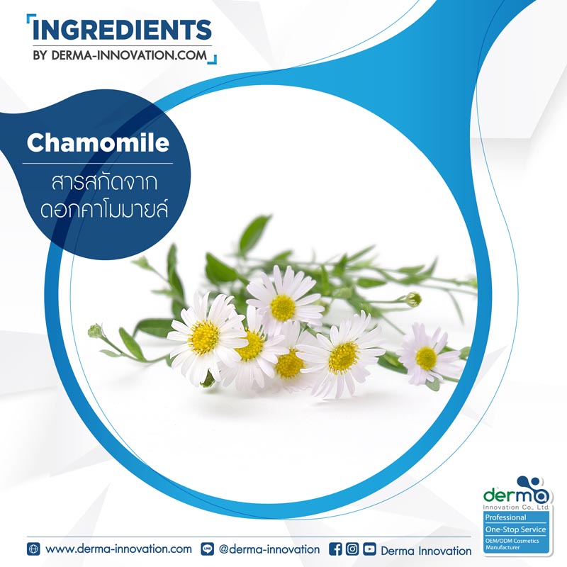 Chamomile Extract dermainnovation