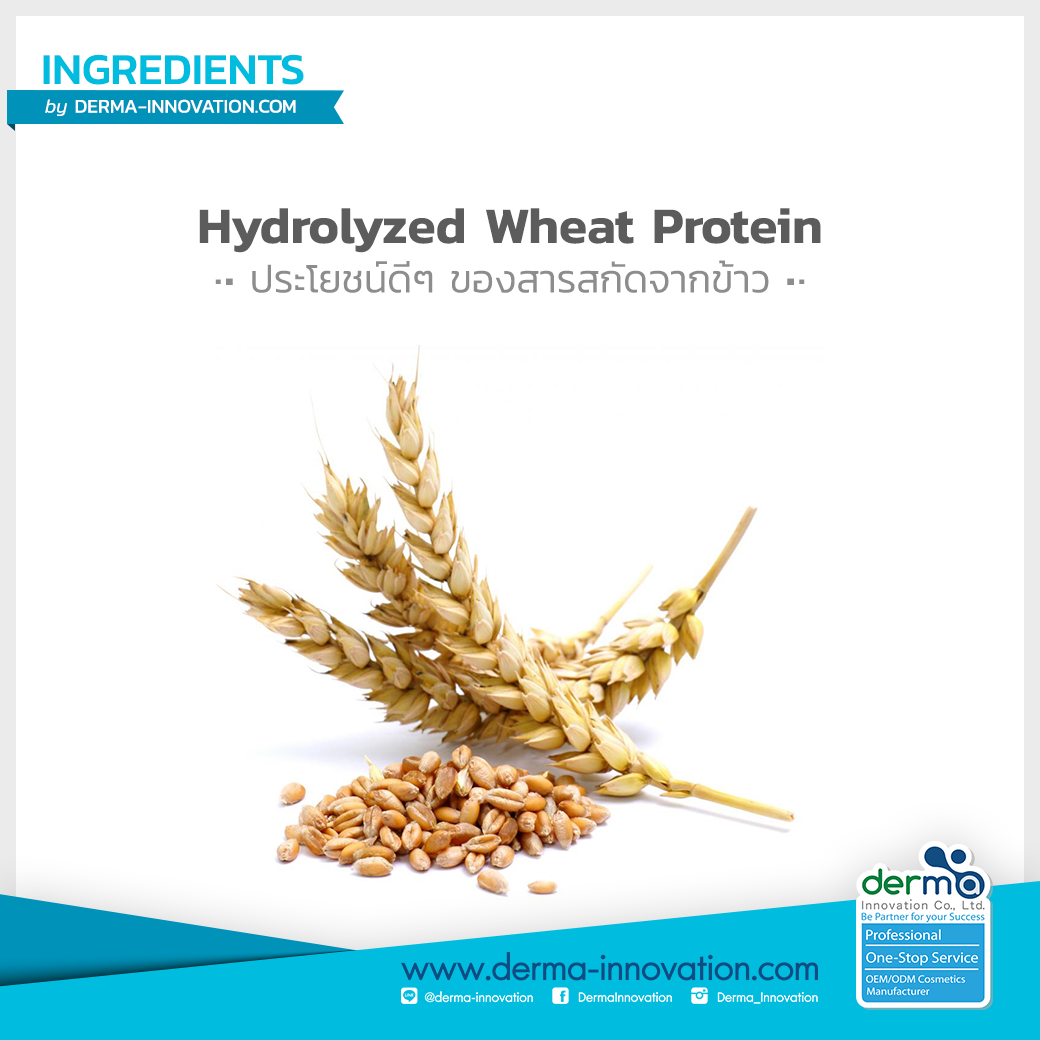 Hydrolyzed Wheat Protein ประโยชน์ดีๆ ของโปรตีนสกัดจากข้าวสาลี Dermainnovation