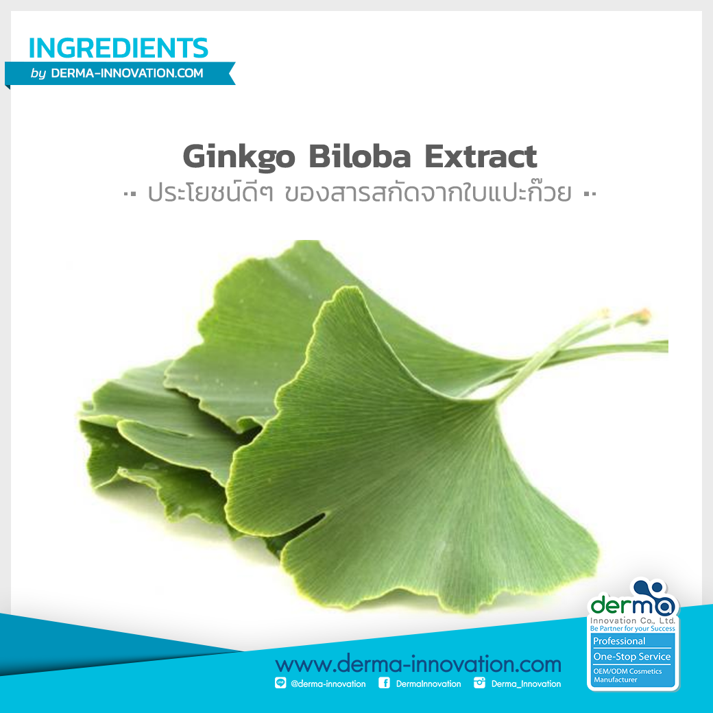 Ginkgo Biloba Extract ประโยชน์ดีๆ ของสารสกัดจากใบแปะก๊วย Dermainnovation