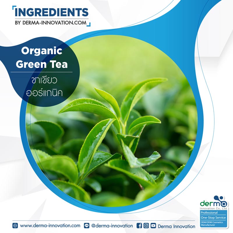 Green Tea Organic Water Extract