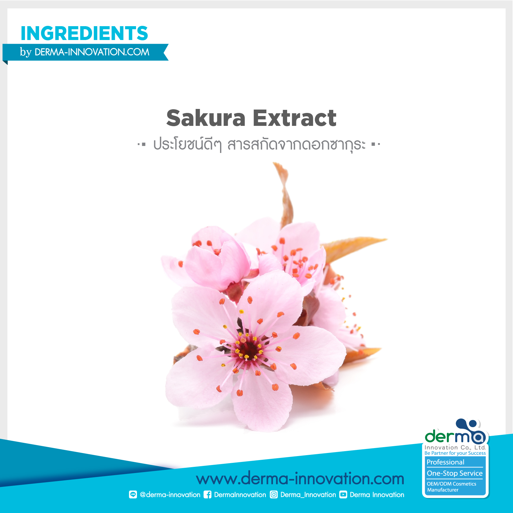 sakura-extract-derma-innovation