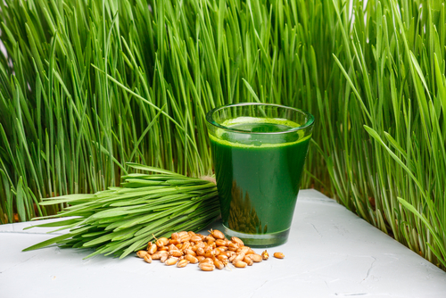 Wheat Grass