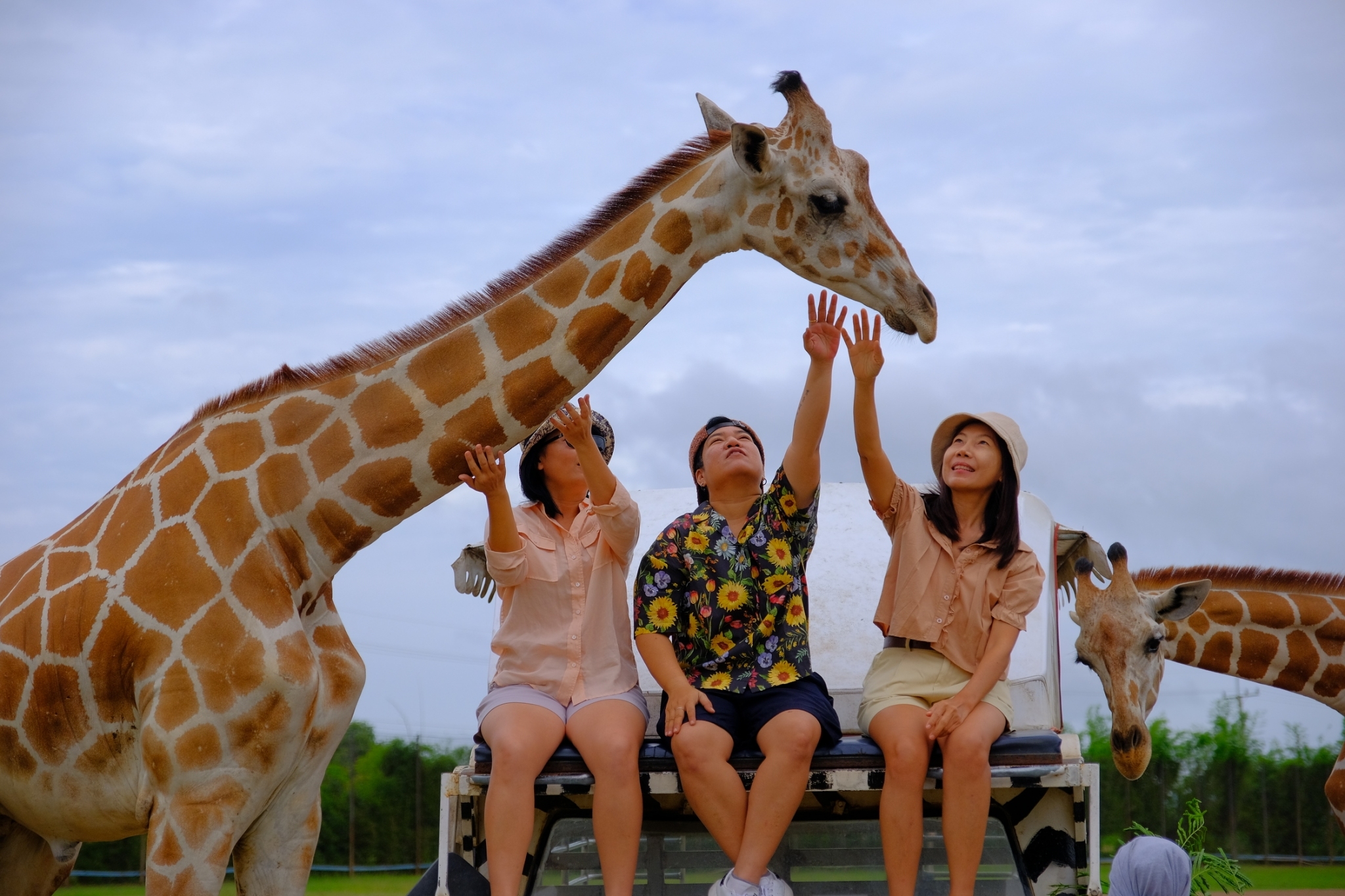 safari park kanchanaburi giraffe
