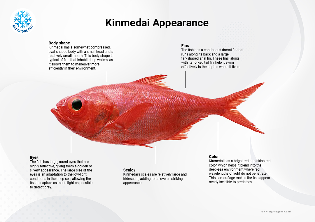 Kinmedai (Golden Eye Snapper) from Japan
