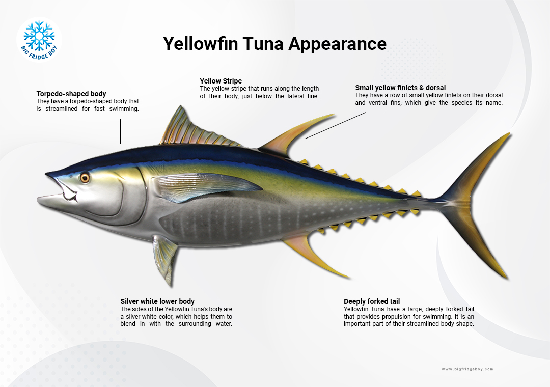 Yellowfin Tuna Yellowfin Tuna Swimming