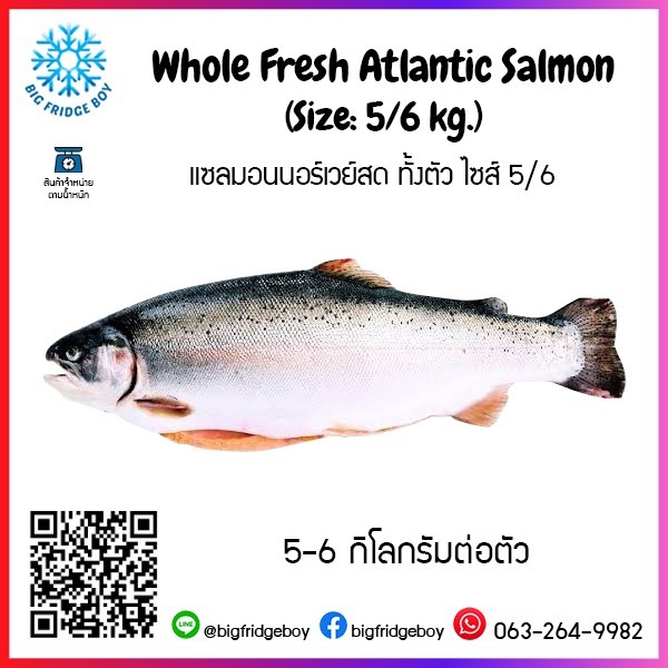 Whole Fresh Atlantic Salmon (5-6 kg.)