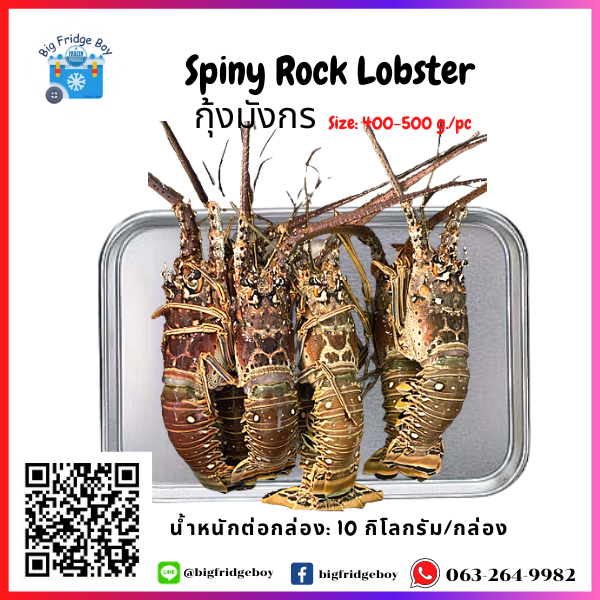 กุ้งมังกร  Size: 400-500 g./pc Spiny Rock Lobster Size: 400-500 g./pc