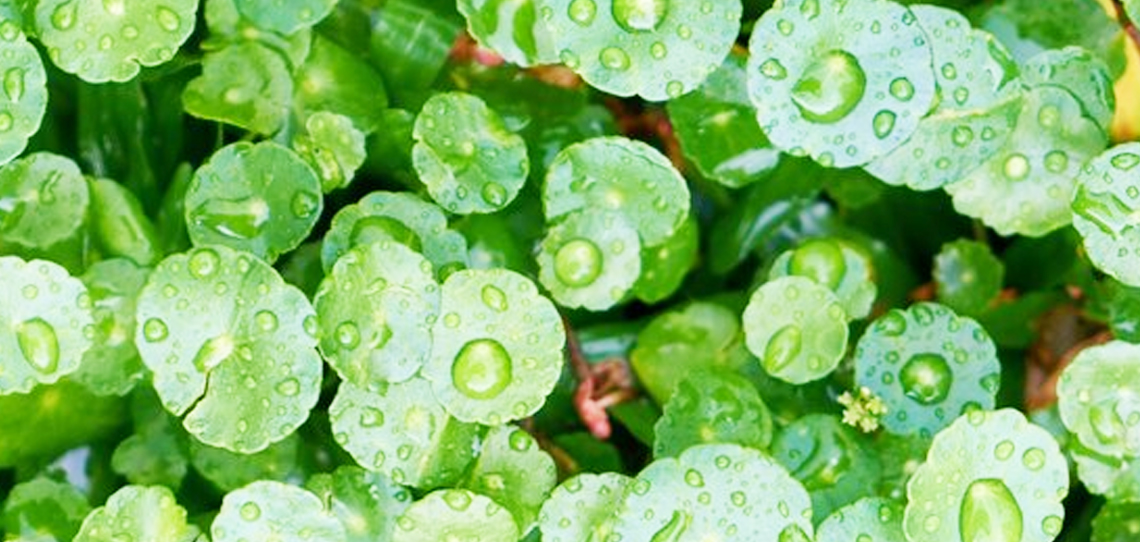 Centella