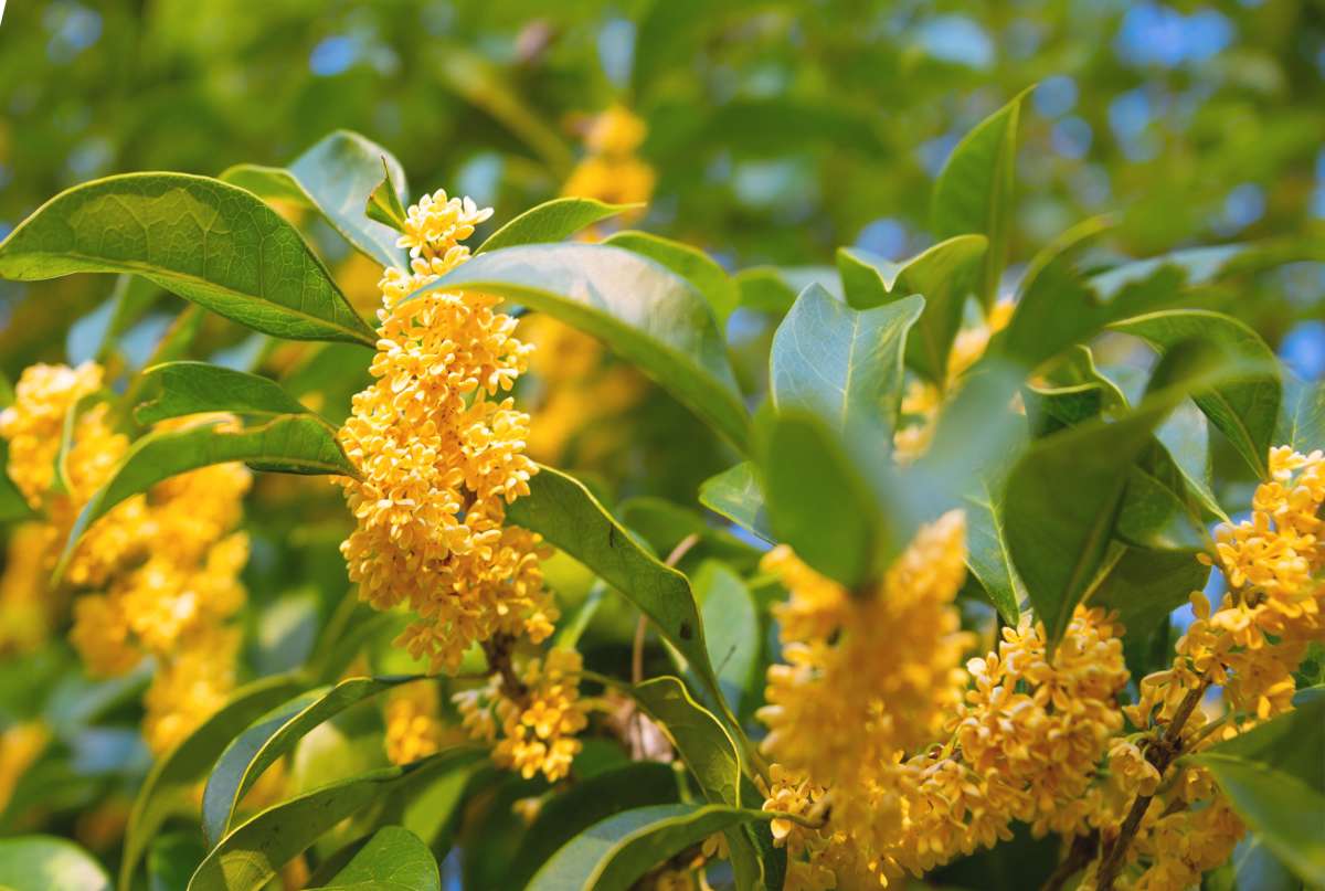 Makanan dan Minuman yang Cocok Menggunakan Bunga Osmanthus