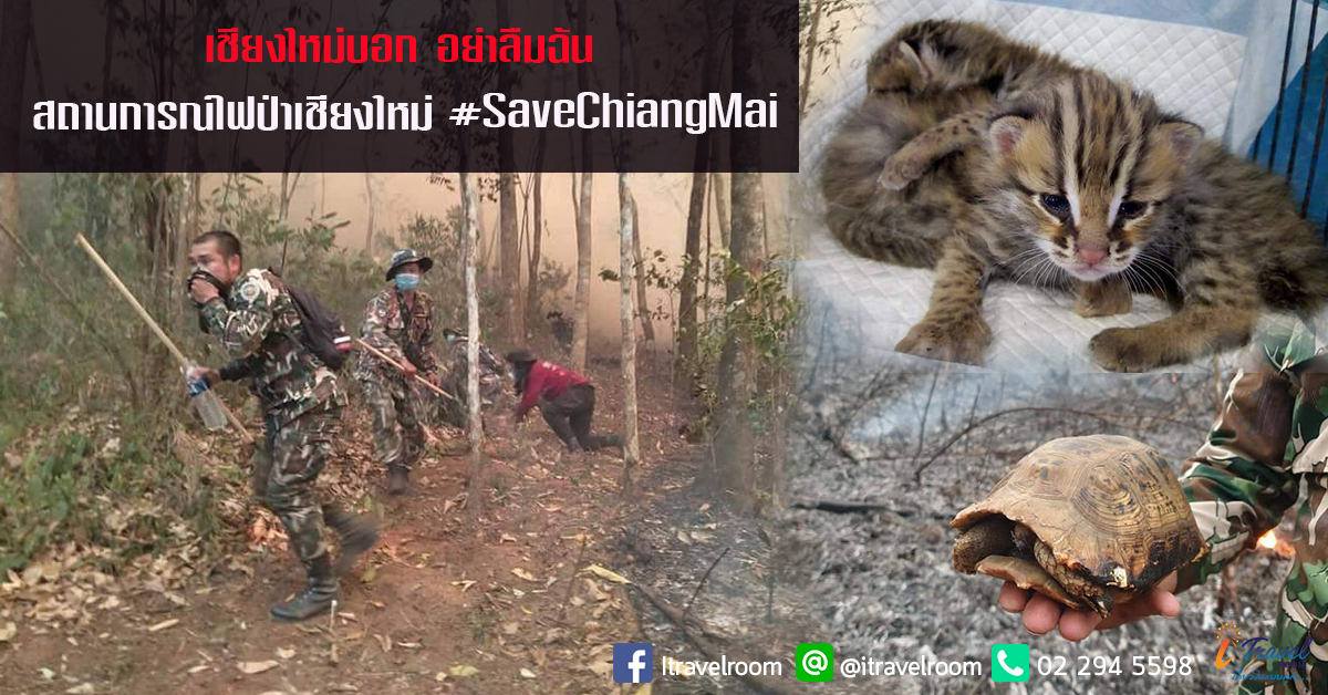 เชียงใหม่บอก "อย่าลืมฉัน" สถานการณ์ไฟป่าเชียงใหม่ #SaveChiangMai