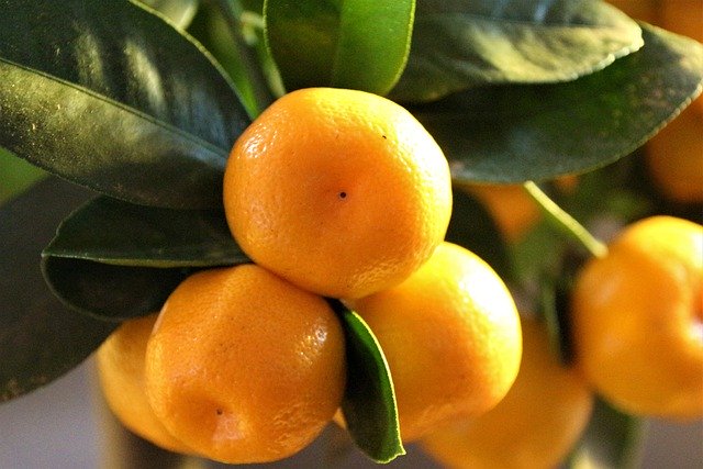 วิธีการใช้กับส้มเขียวหวาน