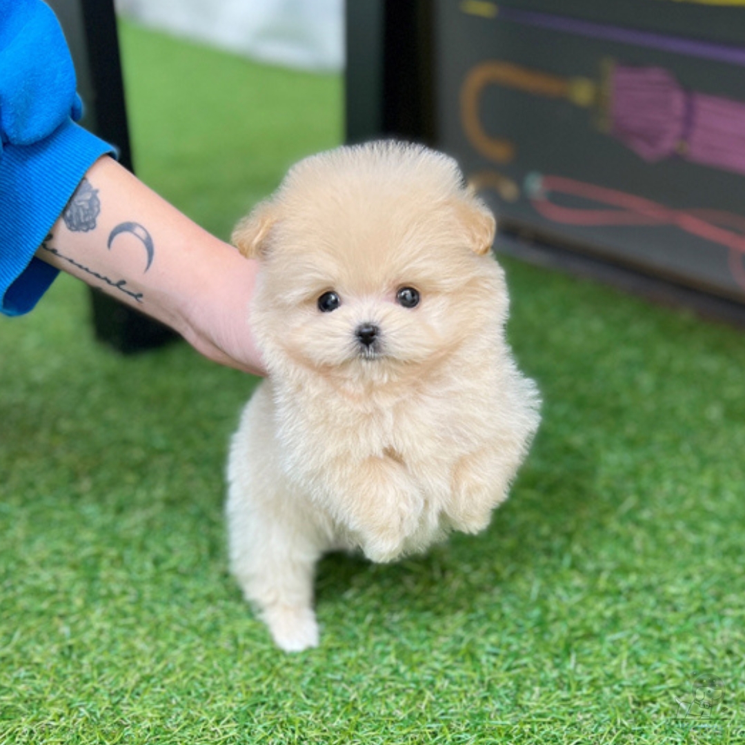 Maltipoo - Somi - tinybok