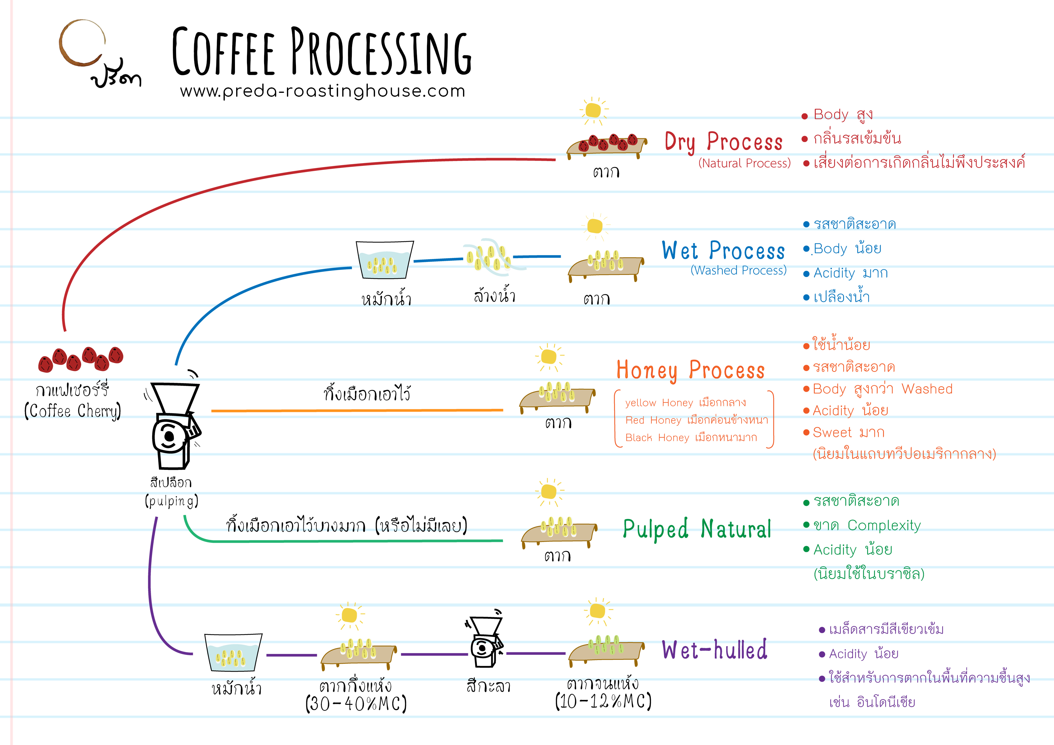 Coffee Processing กระบวนการแปรรูปกาแฟ