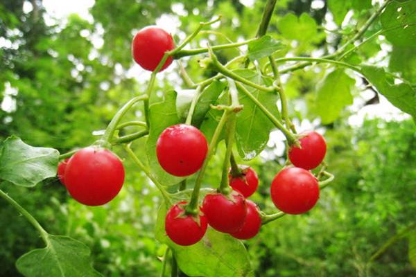 Solanum trilobatum L is good for the blood and liver.