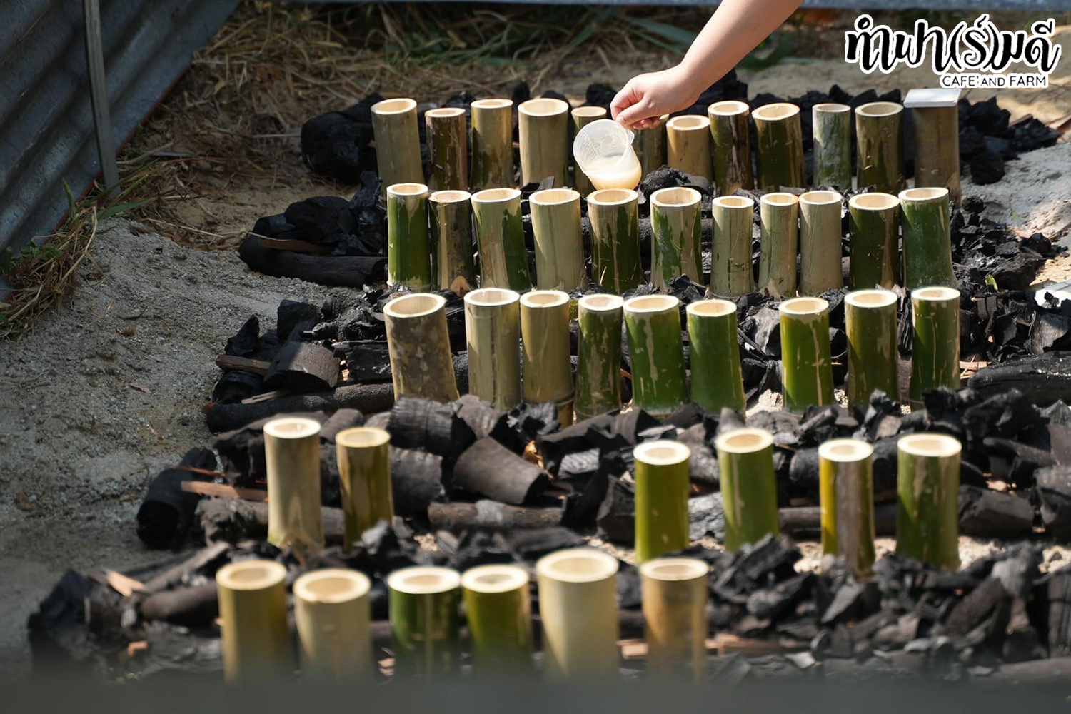 เผาข้าวหลาม กิจกรรมทำข้าวหลาม