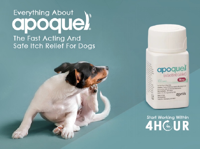 Apoquel Zoetis Itchy Dog Apoquel (oclacitinib) Chewable Tablets