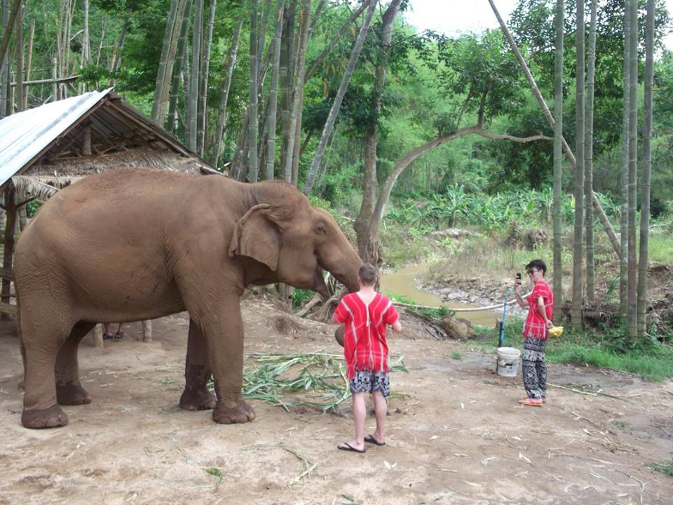 Half Day Afternoon Bamboo Elephant Family Care