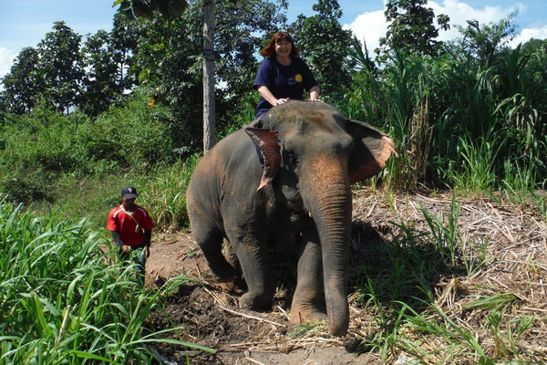 照顾关怀大象:半天骑大象下午 eddy elephant training