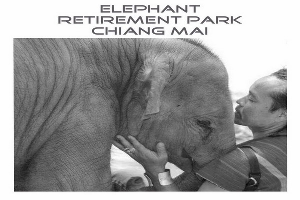 ดูแลช้างครึ่งวันตอนเช้า Elephant Retirement Park