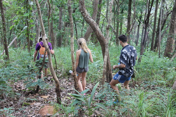 One Day Hiking Trail – Doi Inthanon