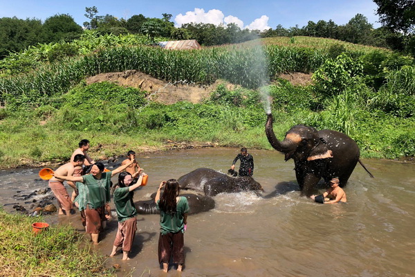 ดูแลช้างครึ่งวันตอนเช้า Maeklang Elephant Conservation Community