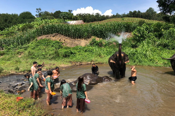 ดูแลช้างครึ่งวันตอนบ่ายMaeklang Elephant Conservation Community