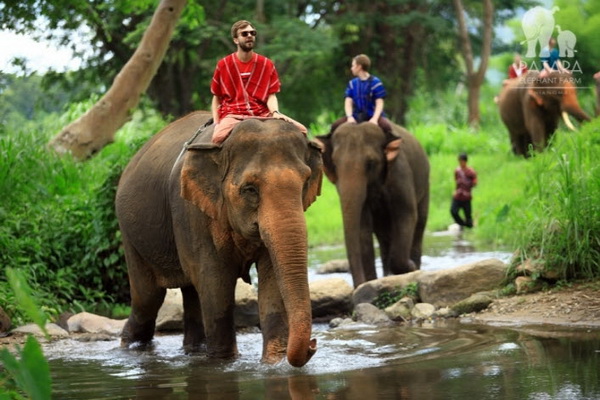 照顾关怀大象骑大象一日游Patara Elephant Farm