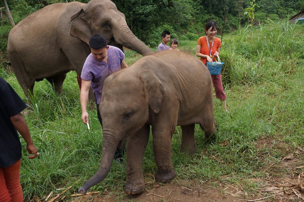 ดูแลช้างเต็มวัน (ไม่มีขี่ช้าง) Ran Tong Elephant Rescue Centre